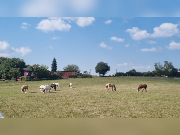 Quarab Gelding 21 years 15,1 hh Brown in Hettstadt