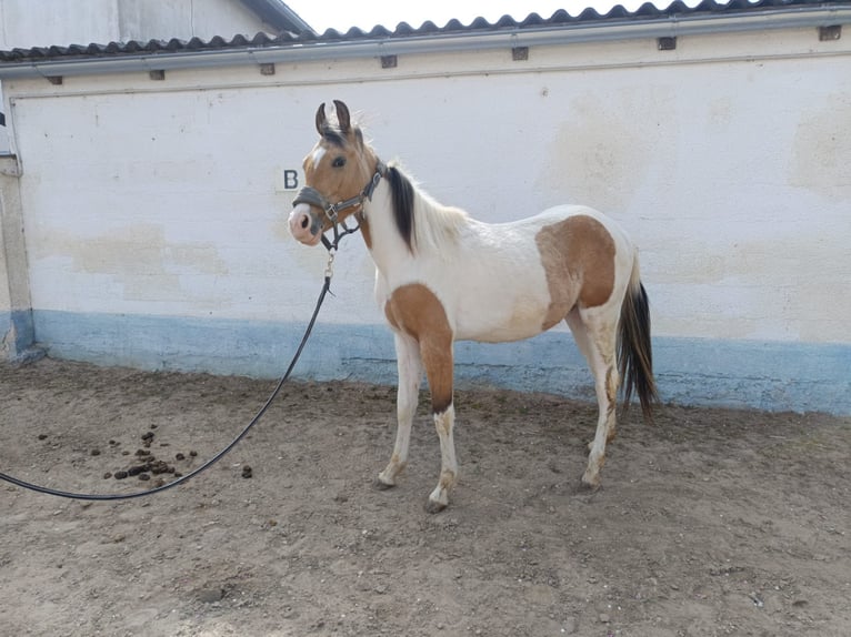 Quarab Gelding 2 years 15.1 hh  in Lackendorf