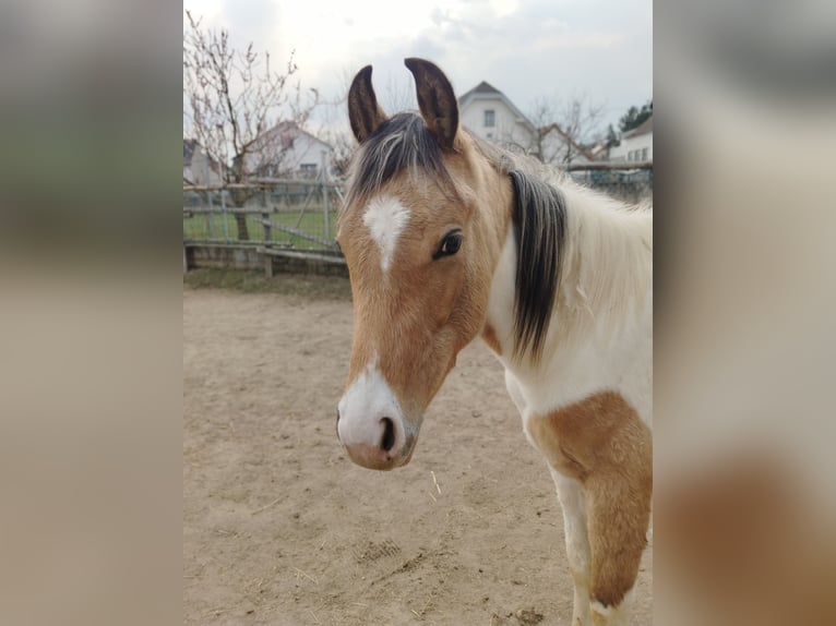 Quarab Gelding 2 years 15.1 hh  in Lackendorf