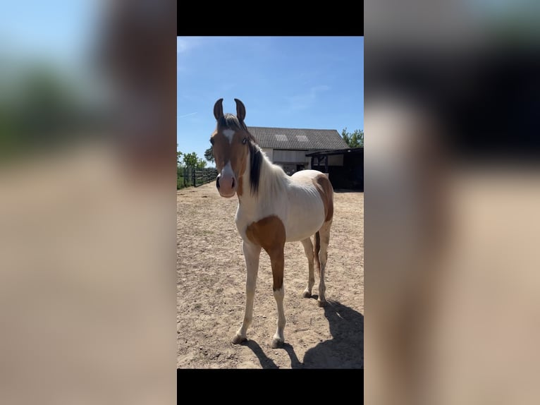 Quarab Gelding 2 years 15.1 hh  in Lackendorf