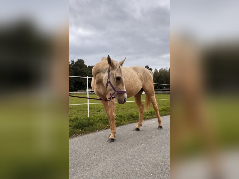 Quarab Gelding 3 years Palomino in ŁężcePociękarb