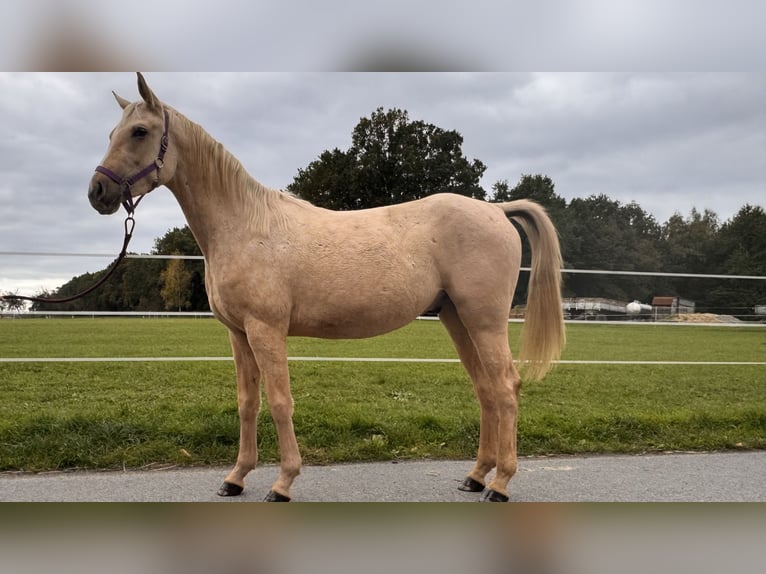 Quarab Gelding 3 years Palomino in ŁężcePociękarb