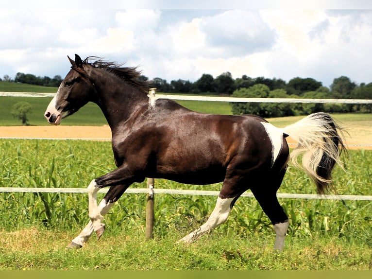 Quarab Gelding 4 years 14,2 hh Pinto in Kehl