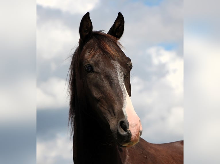 Quarab Gelding 4 years 14,2 hh Pinto in Kehl