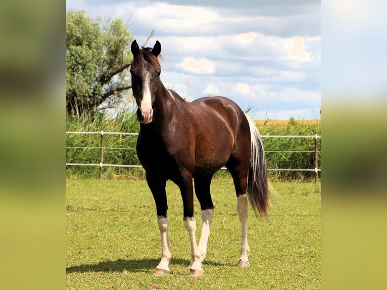 Quarab Gelding 4 years 14,2 hh Pinto in Kehl