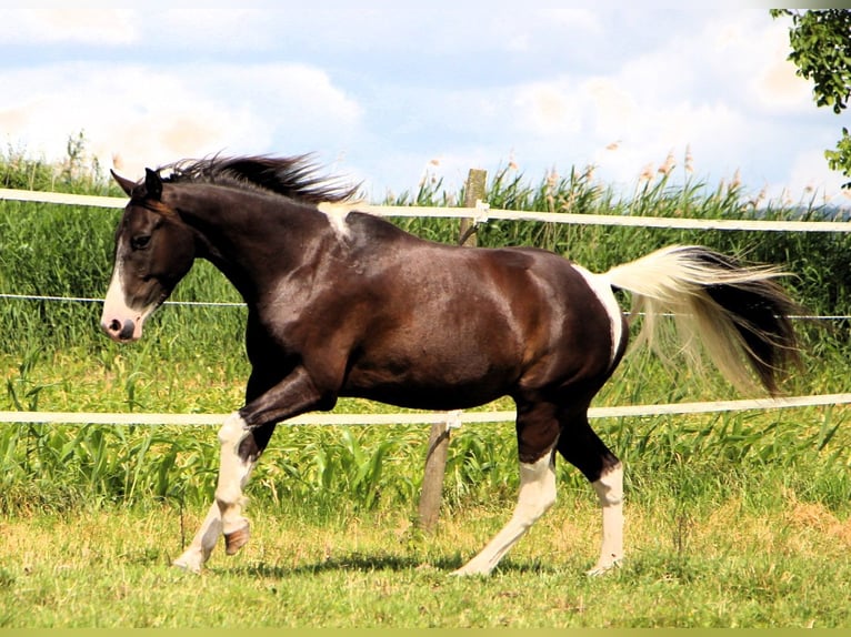 Quarab Gelding 4 years 14,2 hh Pinto in Kehl