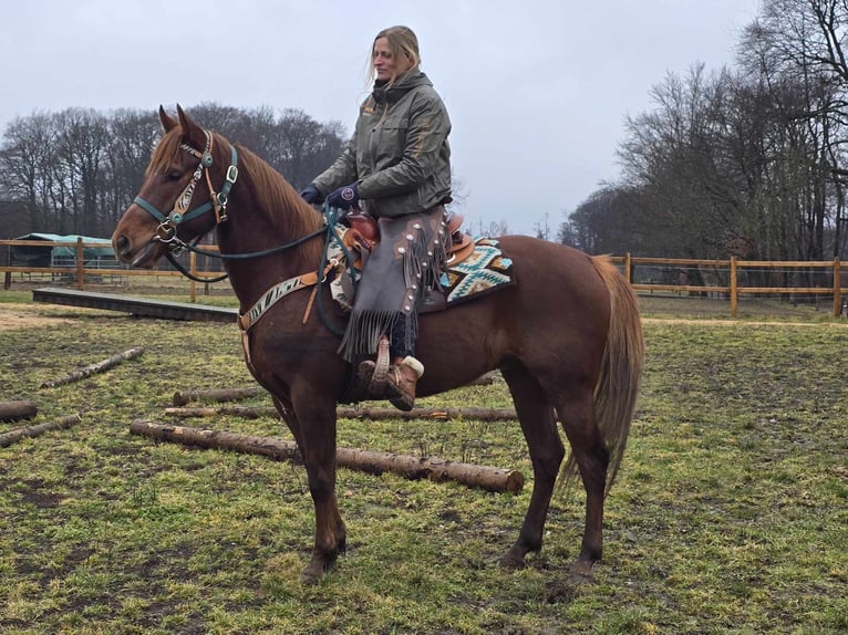 Quarab Gelding 4 years 15,1 hh Chestnut-Red in Linkenbach