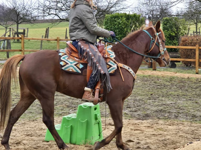 Quarab Gelding 4 years 15,1 hh Chestnut-Red in Linkenbach