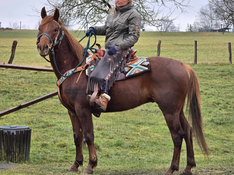 Quarab Gelding 4 years 15,1 hh Chestnut-Red in Linkenbach