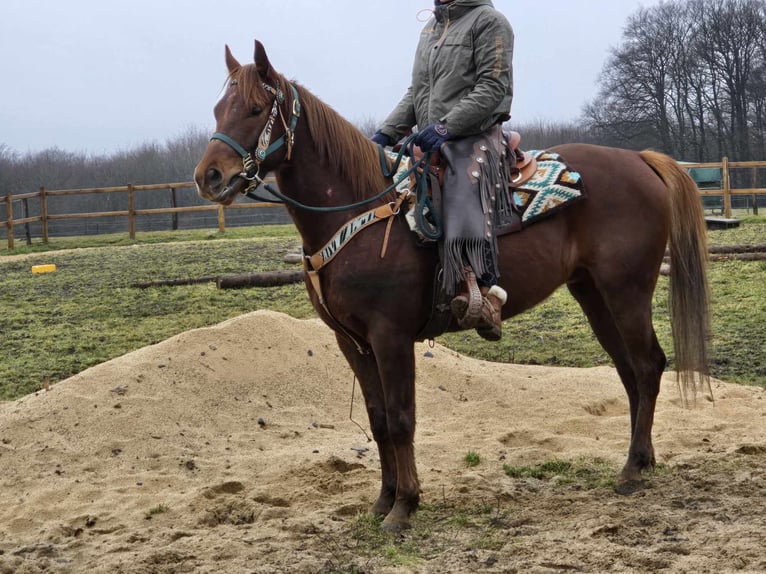 Quarab Gelding 4 years 15,1 hh Chestnut-Red in Linkenbach