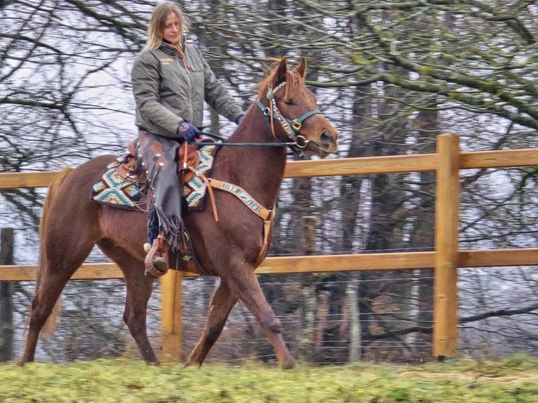 Quarab Gelding 4 years 15,1 hh Chestnut-Red in Linkenbach