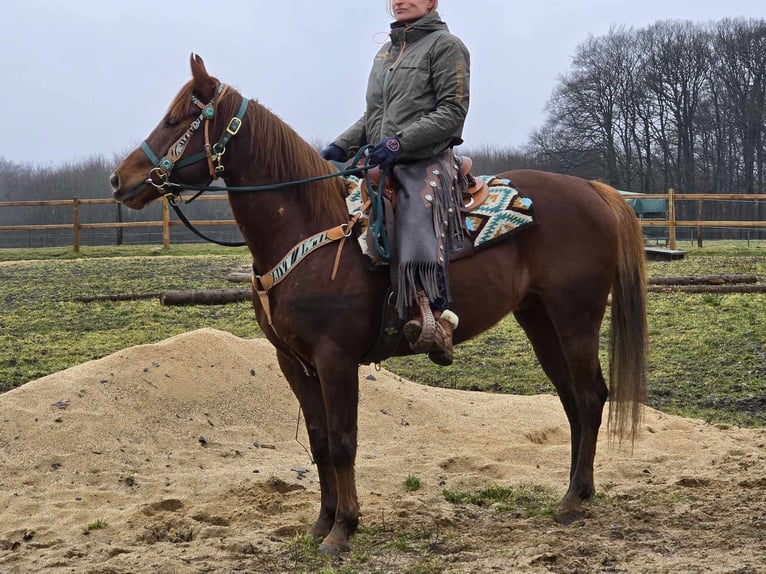 Quarab Gelding 4 years 15,1 hh Chestnut-Red in Linkenbach