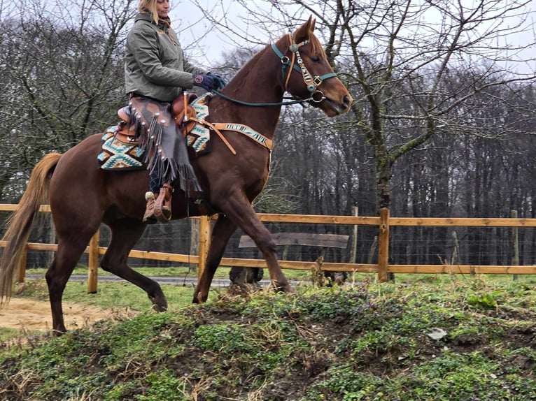 Quarab Gelding 4 years 15,1 hh Chestnut-Red in Linkenbach