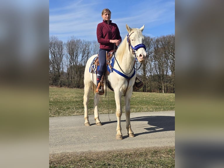 Quarab Mix Gelding 4 years 15,1 hh Cremello in Linkenbach