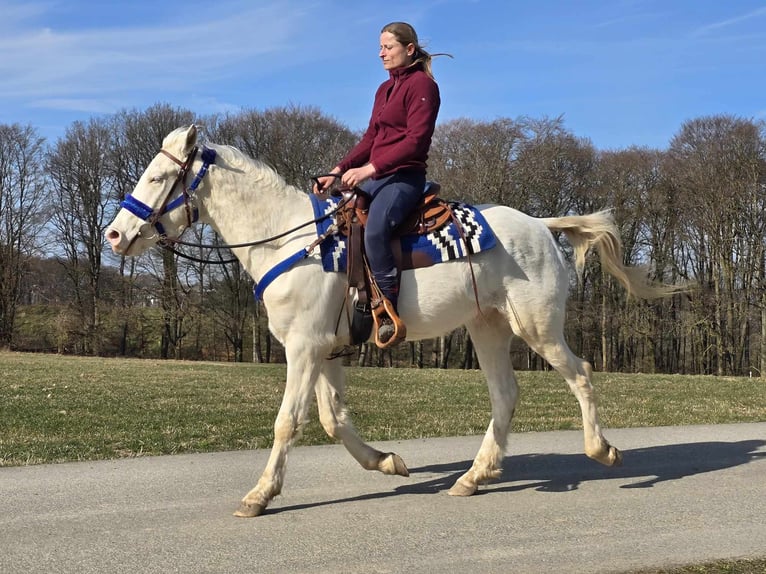 Quarab Mix Gelding 4 years 15,1 hh Cremello in Linkenbach