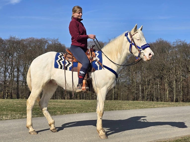 Quarab Mix Gelding 4 years 15,1 hh Cremello in Linkenbach