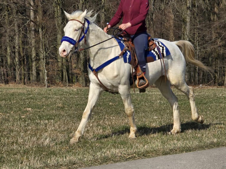 Quarab Mix Gelding 4 years 15,1 hh Cremello in Linkenbach