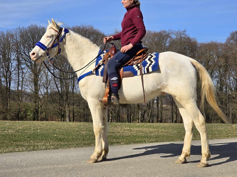 Quarab Mix Gelding 4 years 15,1 hh Cremello in Linkenbach