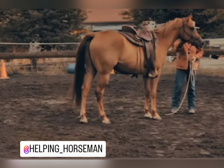 Quarab Gelding 4 years 15,1 hh Chestnut-Red in Bergenhausen