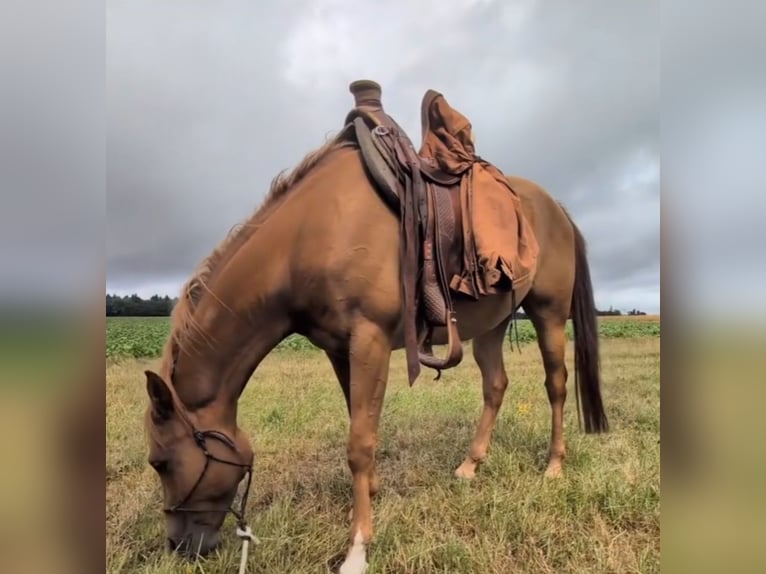 Quarab Gelding 4 years 15,1 hh Chestnut-Red in Bergenhausen