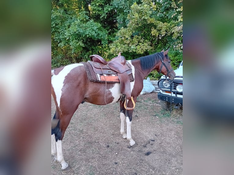 Quarab Gelding 4 years 15,1 hh Tobiano-all-colors in Vicenza