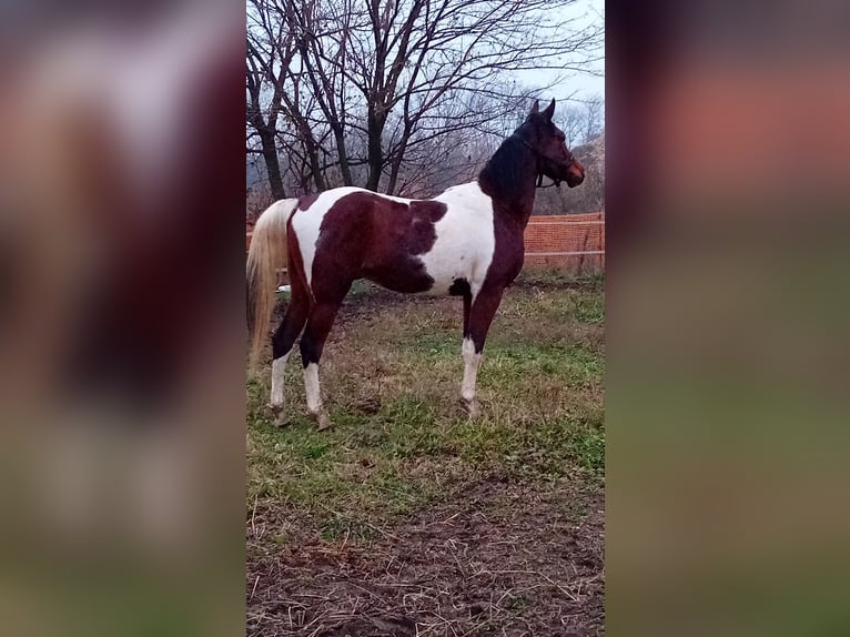 Quarab Gelding 4 years 15,1 hh Tobiano-all-colors in Vicenza