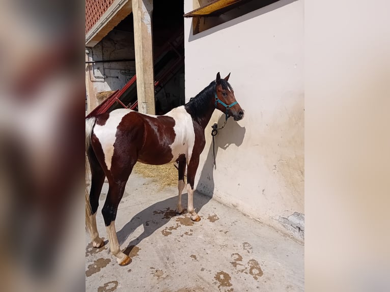 Quarab Gelding 4 years 15,1 hh Tobiano-all-colors in Vicenza