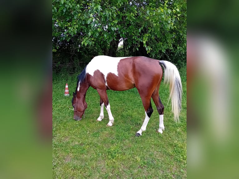 Quarab Gelding 4 years 15,1 hh Tobiano-all-colors in Vicenza