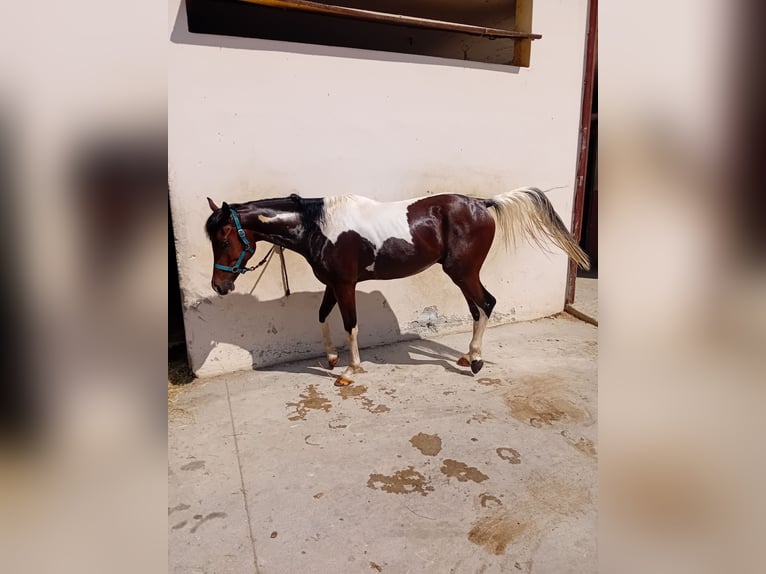 Quarab Gelding 4 years 15,1 hh Tobiano-all-colors in Vicenza