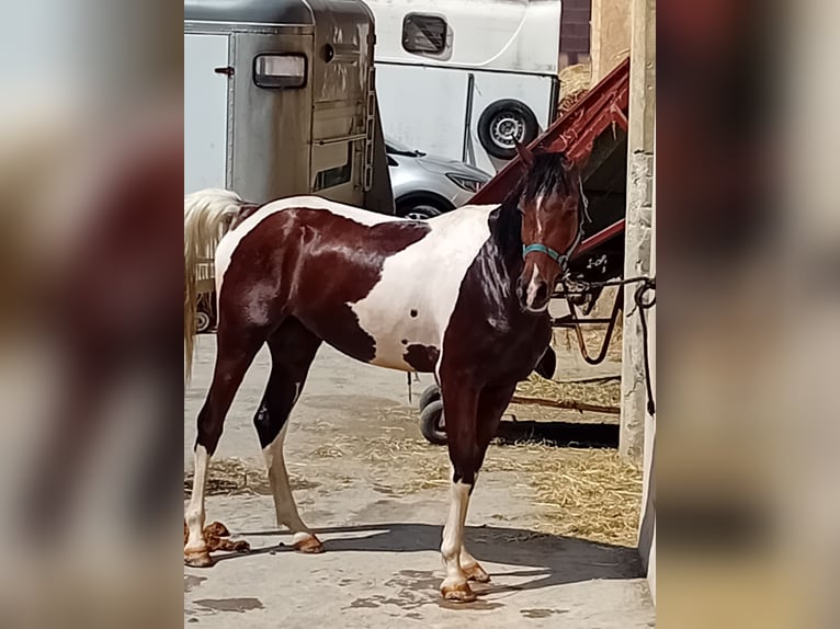 Quarab Gelding 4 years 15,1 hh Tobiano-all-colors in Vicenza