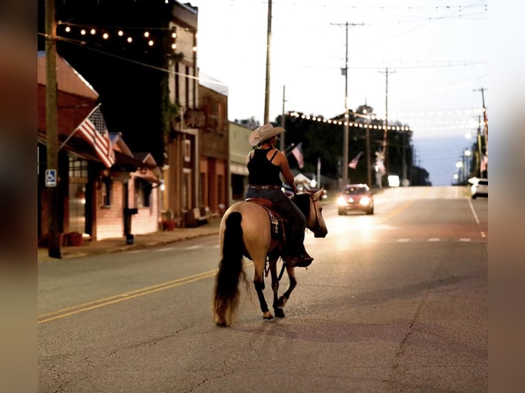 Quarab Gelding 5 years 13 hh Buckskin in Mt Hope Al