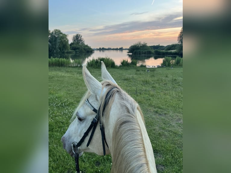 Quarab Gelding 5 years 15.1 hh Champagne in Spijkenisse