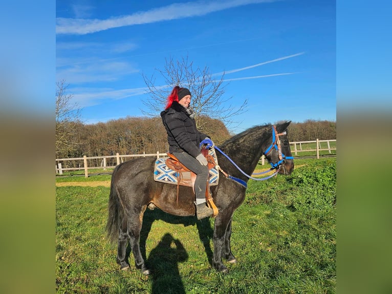 Quarab Gelding 6 years 15,1 hh Bay-Dark in Linkenbach