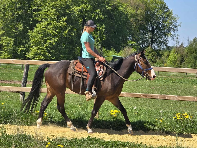 Quarab Gelding 7 years 15,1 hh Brown in Linkenbach