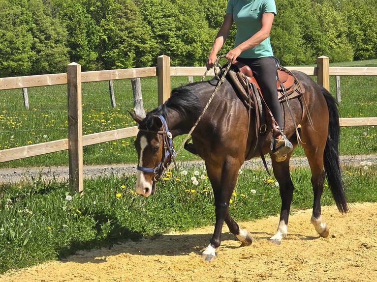 Quarab Gelding 7 years 15,1 hh Brown in Linkenbach