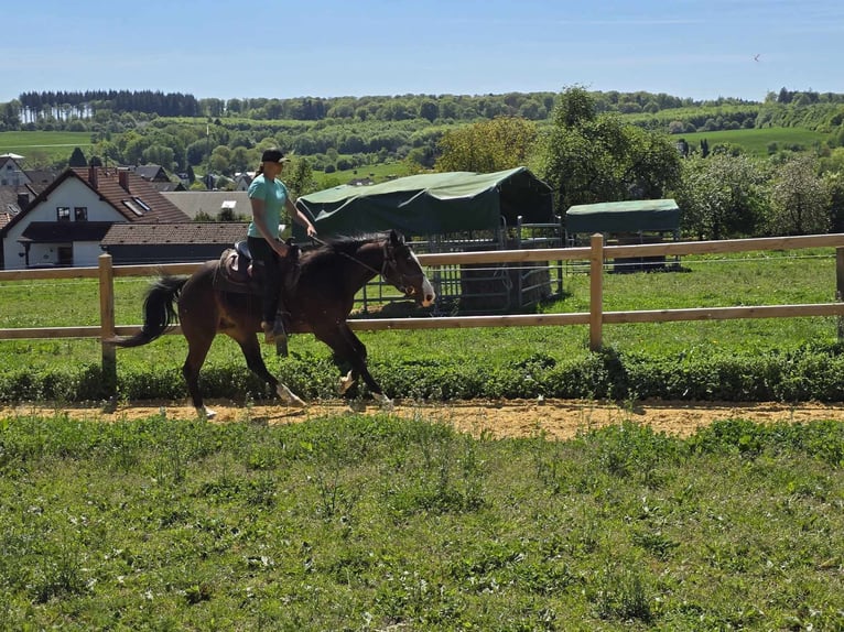Quarab Gelding 7 years 15,1 hh Brown in Linkenbach
