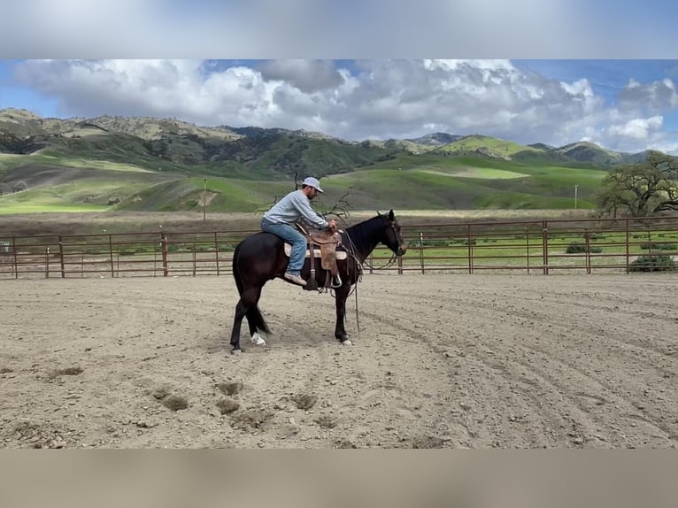 Quarab Gelding 8 years Bay in Paicines CA