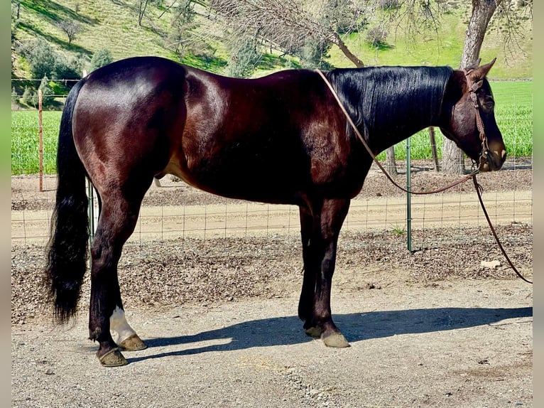 Quarab Gelding 8 years Bay in Paicines CA