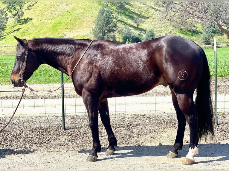 Quarab Gelding 8 years Bay in Paicines CA