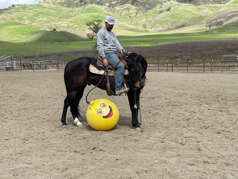 Quarab Gelding 8 years Bay in Paicines CA