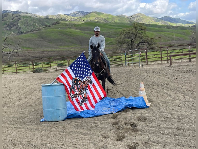 Quarab Gelding 8 years Bay in Paicines CA