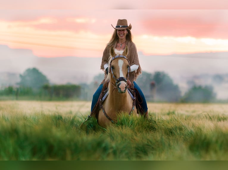 Quarab Giumenta 11 Anni 160 cm Palomino in Seva (Barcelona)