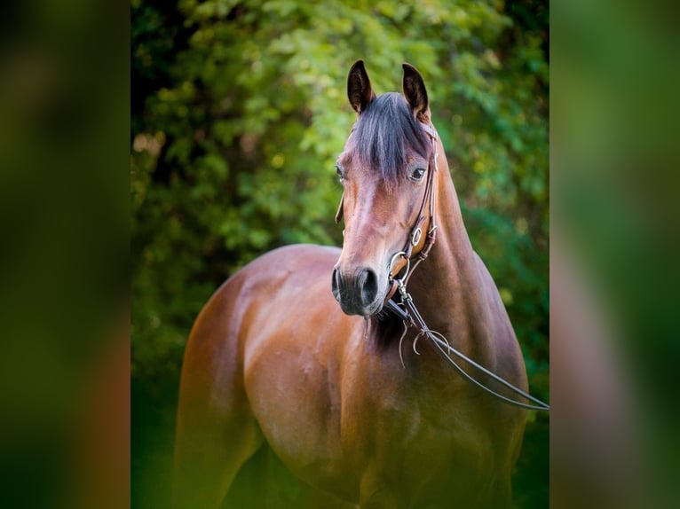 Quarab Giumenta 12 Anni 155 cm Baio scuro in Kleinzell