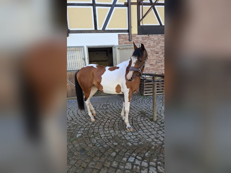 Quarab Giumenta 13 Anni 156 cm Pezzato in Zeulenroda-Triebes
