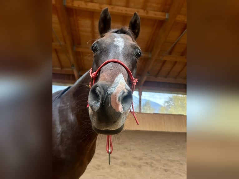 Quarab Giumenta 16 Anni 153 cm Baio in Leonstein