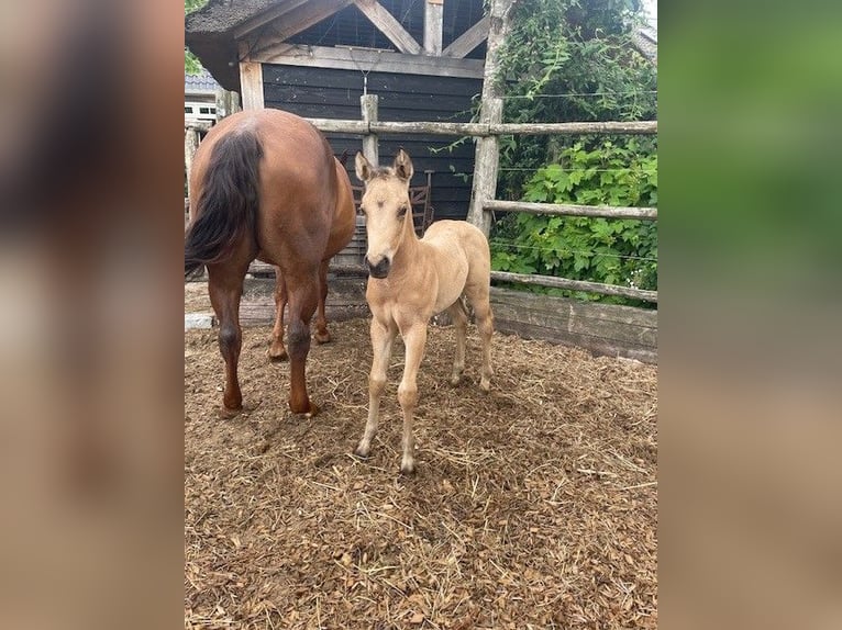 Quarab Giumenta 1 Anno Pelle di daino in Huizen