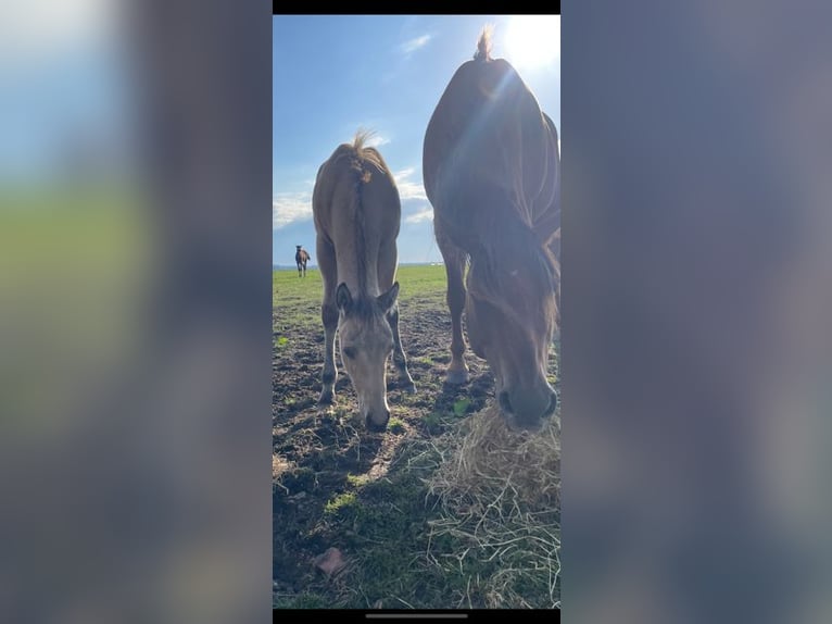 Quarab Giumenta 1 Anno Pelle di daino in Huizen