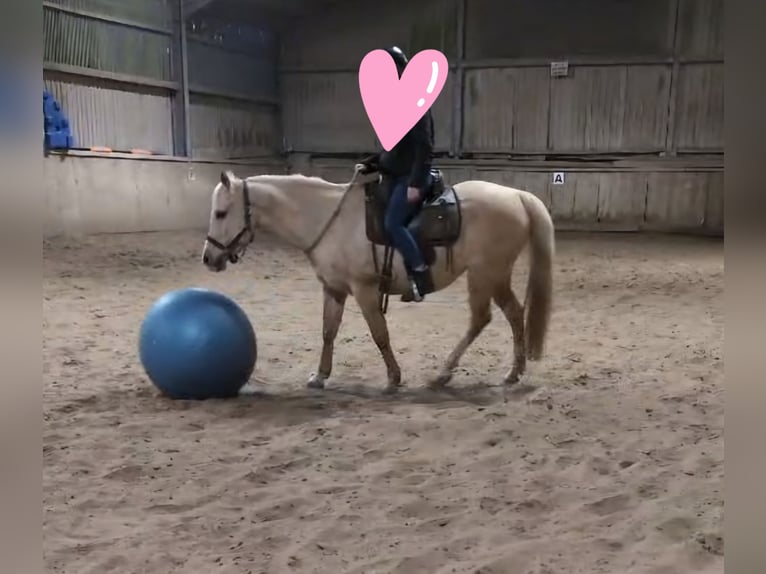 Quarab Giumenta 20 Anni 144 cm Dunalino in Radevormwald