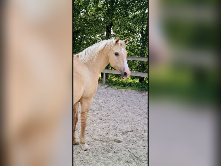 Quarab Giumenta 20 Anni 144 cm Dunalino in Radevormwald