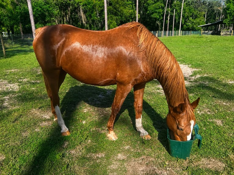 Quarab Giumenta 22 Anni 152 cm Sauro scuro in Brooksville